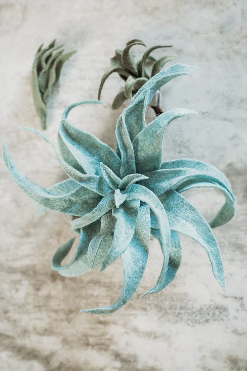 Trio of Air Plants, Advanced PDF Pattern - Image 5